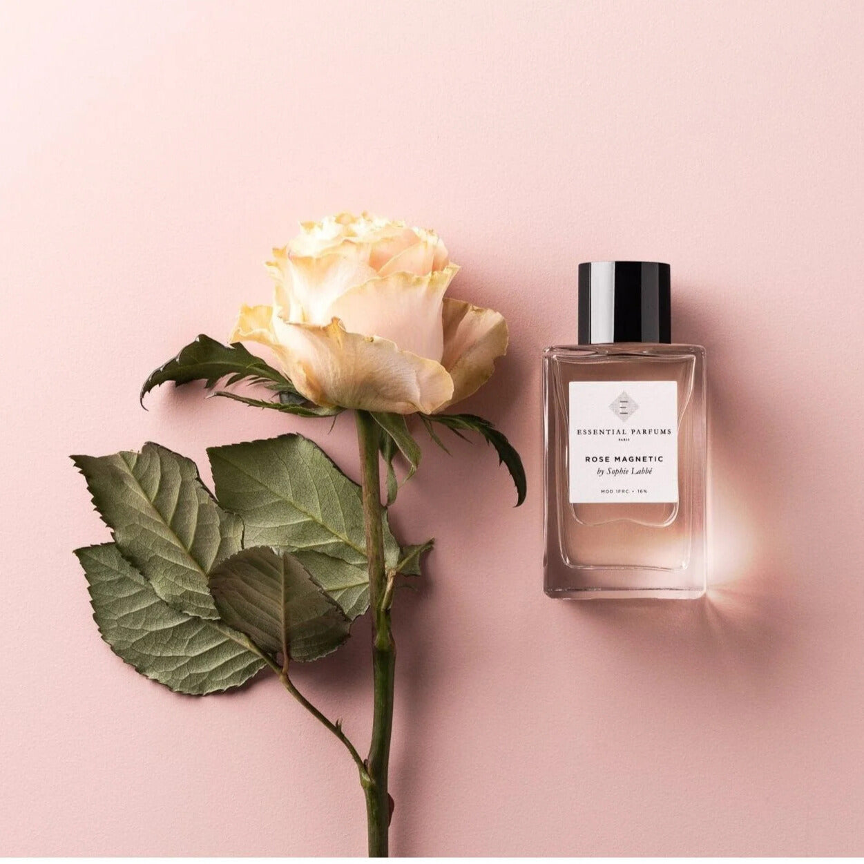 Rose Magnetic by Sophie Labbe - Rabica 