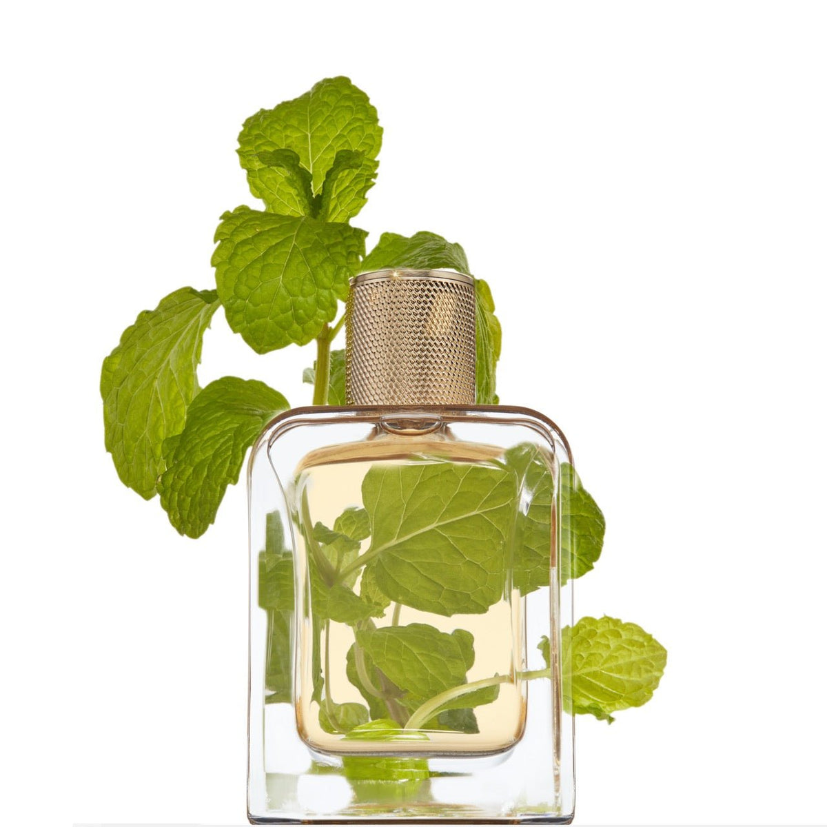 Véronique Gabai Vert Désir | Eau de Parfum -Véronique GabaiVERONIQUE GABAI